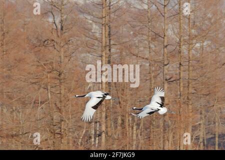 Fliegendes Paar Rotkräne mit Waldhintergrund, Hokkaido, Japan. Paar schöne Vögel, Wildlife-Szene aus der Natur. Stockfoto