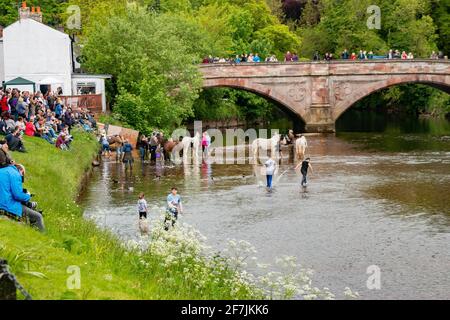 Blick auf roma-Zigeuner und Pferde und Ponys im Fluss Auf der Appleby Horse Fair Cumbria Stockfoto