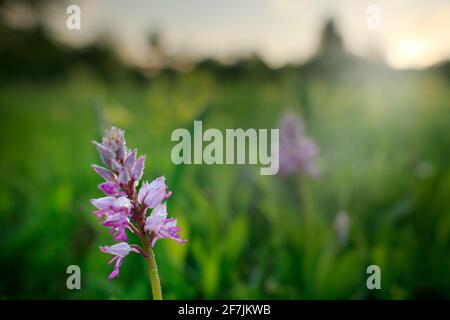 Orchis militaris, militärische Orchidee, blühende europäische terrestrische Wildorchidee im Naturlebensraum, Detail der Blüte, grüner klarer Hintergrund, Tschechische Republik Stockfoto