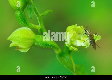 Epipactis moravica, mährische Helleborine, wilde Orchidee mit Insektenbestäuber. Blühende europäische terrestrische Orchidee im natürlichen Lebensraum. Nahaufnahme Stockfoto