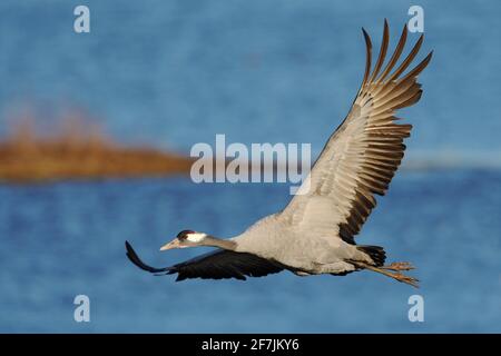 Gewöhnlicher Kranich, Grus grus, großer Vogel, der den Lebensraum der Natur fliegt, Hornborga-See, Schweden. Wildlife-Szene aus Europa. Grauer Kran mit langem Hals. Fliegen Sie nach oben Stockfoto