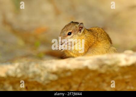 Baumhörnchen, Paraxerus cepapi chobiensis, Fressnuss, Detail eines exotischen afrikanischen Kleinsäugers mit rotem Auge im Naturlebensraum, Chobe National Park Stockfoto