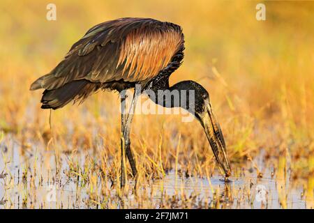 Afrikanischer Opener, Anastomus lamelligerus, Storchenportrait aus Botswana, Afrika. Kopf mit netten Bill. Schwarzer Vogel mit offenem. Wildlife-Szene aus dem Natu Stockfoto