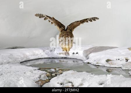 Blakiston-Fischeule, gefangen Fisch in der Schnabel, größte lebende Eule. Vogeljagd im kalten Wasser mit Schnee. Wildlife-Szene aus Winter Hokkaid Stockfoto