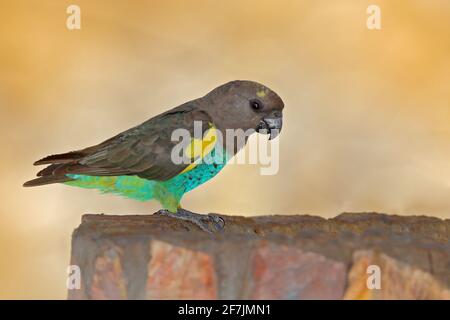Meyers Papagei, Poicephamus meyeri, grüner und grauer exotischer Vogel, der auf dem Baum sitzt, Botswana, Afrika. Wildlife-Szene von Safari. Brauner grüner Papagei i Stockfoto