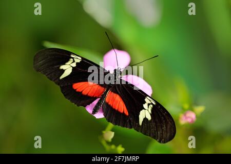 Schmetterling montane Longwing, Heliconius clysonmus, in der Natur Lebensraum. Schönes Insekt aus Costa Rica im grünen Wald. Schmetterling sitzt auf der Lichtung Stockfoto