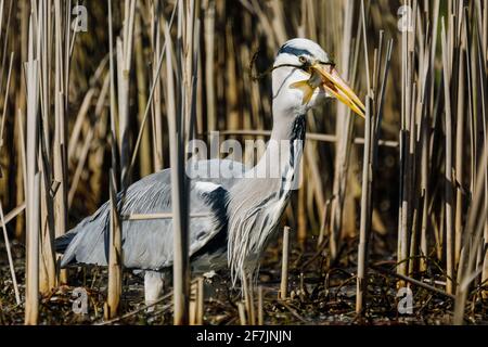 Graureiher (Ardea cinerea) beim Essen eines gefangenen Fisches in Barn Hill Pond, Wembley Park. Stockfoto