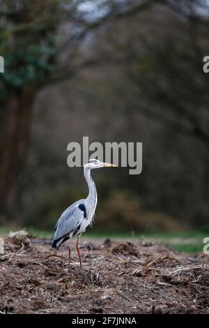 Graureiher (Ardea cinerea) im Barn Hill Pond, Wembley Park. Stockfoto