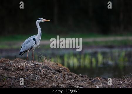 Graureiher (Ardea cinerea) im Barn Hill Pond, Wembley Park. Stockfoto