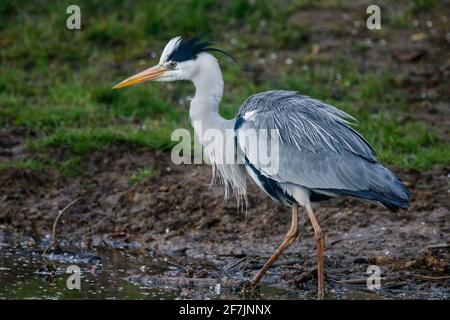 Graureiher (Ardea cinerea) im Barn Hill Pond, Wembley Park. Stockfoto