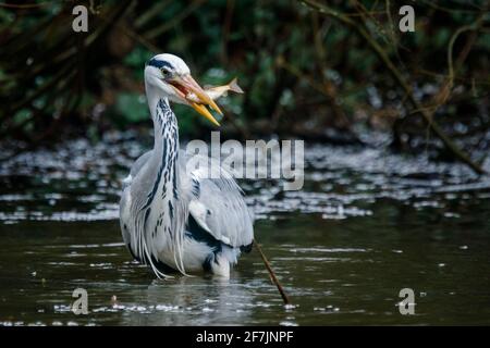 Graureiher (Ardea cinerea) beim Essen eines gefangenen Fisches in Barn Hill Pond, Wembley Park. Stockfoto