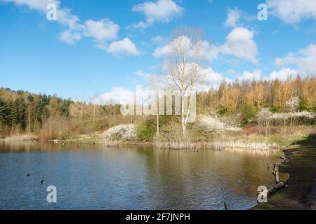 Die Frühlingsblüte rund um den Pattinson South Pond im James Steel Park, Washington, Nordostengland, Großbritannien Stockfoto