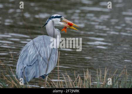 Graureiher (Ardea cinerea) beim Essen eines gefangenen Fisches in Barn Hill Pond, Wembley Park. Stockfoto