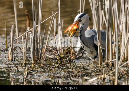 Graureiher (Ardea cinerea) beim Essen eines gefangenen Fisches in Barn Hill Pond, Wembley Park. Stockfoto