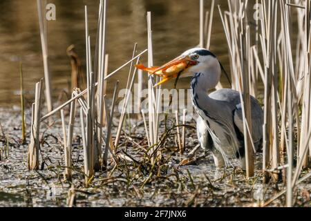 Graureiher (Ardea cinerea) beim Essen eines gefangenen Fisches in Barn Hill Pond, Wembley Park. Stockfoto