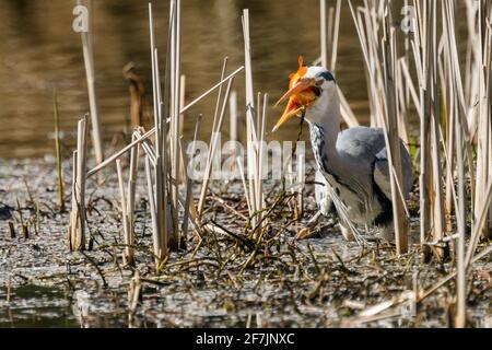 Graureiher (Ardea cinerea) beim Essen eines gefangenen Fisches in Barn Hill Pond, Wembley Park. Stockfoto