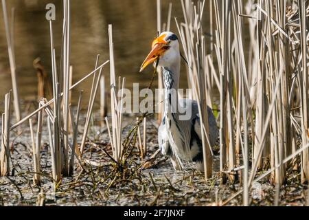Graureiher (Ardea cinerea) beim Essen eines gefangenen Fisches in Barn Hill Pond, Wembley Park. Stockfoto