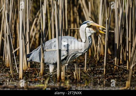 Graureiher (Ardea cinerea) beim Essen eines gefangenen Fisches in Barn Hill Pond, Wembley Park. Stockfoto