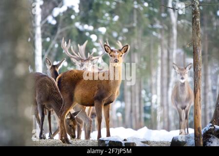 Rotwild im Winterwald mit Blick auf die Kamera. Wildtiere, Schutz der Natur. Cervus elaphus im kalten Wintertag Stockfoto