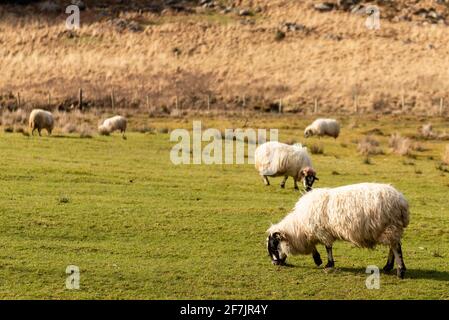 Schwarze Schafe weiden in der Gap of Dunloe, Killarney, County Kerry, Irland Stockfoto