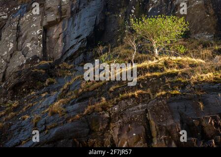 Holly Tree oder Ilex wächst in der Wildnis auf Felsen an den Purple Mountain Hängen am Gap of Dunloe, Killarney, County Kerry, Irland Stockfoto