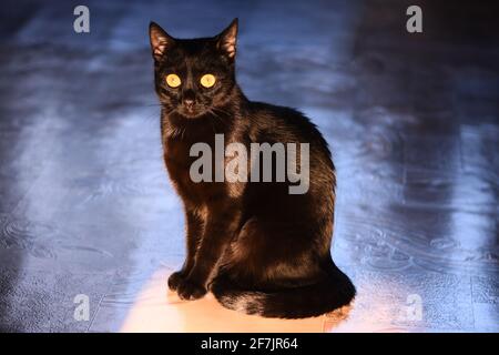 Eine schwarze Katze sitzt auf dem Boden. Stockfoto