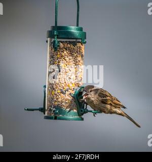 Ein weiblicher Haussparrow (Passer domesticus) Ein gewöhnlicher Gartenvögel in Großbritannien, der aufhängt und füttert Aus einem Vogelfutterhäuschen Stockfoto