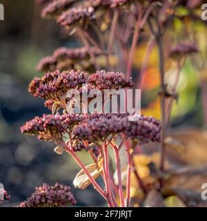 Tote Blütenköpfe aus Steinbrotstein 'Matrona', Hylotephium 'Matrona', im Winter in Großbritannien Stockfoto