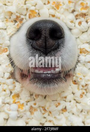 Hund in Popcorn. Nase des australischen Schäferhundes inmitten von Popcorn - Nahaufnahme. Stockfoto