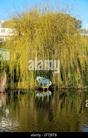 Weinende Weide und Boot Stockfoto