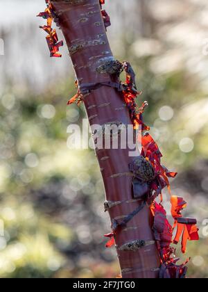 Nahaufnahme des Stammes einer Prunus serrula, die im Herbst in Großbritannien auch Birkenkirsche, Birkenkirsche, Paperrindenkirsche oder tibetische Kirsche genannt wird Stockfoto