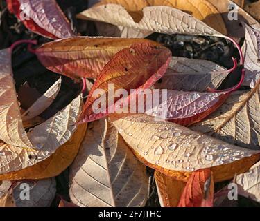 HINTERGRUNDTEXTUR - Hogwood-Blätter auf dem Boden im Herbst Stockfoto