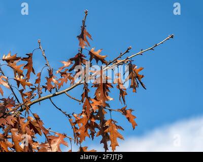 Zweige der nördlichen roten Eiche, Quercus rubra, im frühen Winter Stockfoto