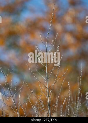 Tote Blütenspitzen des russischen Salbei, Perowskia 'Blue Spire', Pflanzen im frühen Winter Stockfoto