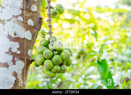 Die Frucht von Ficus Racemos.der gemeinsame Name Feigenfrucht, Cluster Feigenbaum, indischer Feigenbaum oder gular Feige. Stockfoto