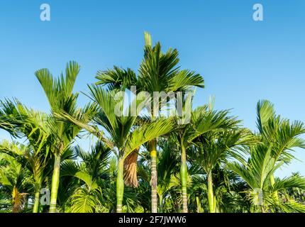 Areca-Palme oder Areca-Nussbaum ist bekannt als Areca-Nusspalme, Betel-Palme, Betel-Nusspalme gegen den blauen Himmel. Stockfoto