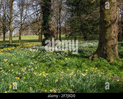 Ein Teppich aus Frühlingsblumen im bestrahlten Licht im Waldgarten von Kelmarsh Hall, Northamptonshire, Großbritannien Stockfoto