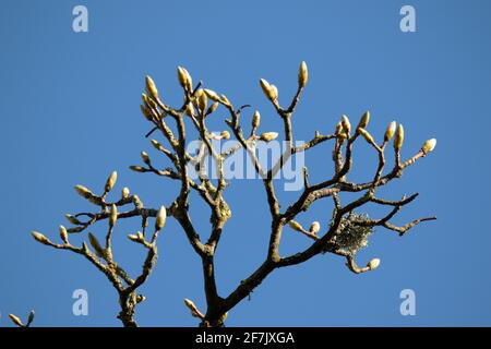 Blattknospen aus Platanen. Stockfoto