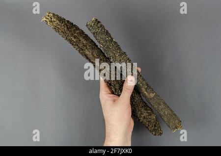 Getrocknetes Rindfleisch Kutteln und die Hand eines Mannes auf grauem Hintergrund. Die Hand hält zwei Stangen des Magens einer Kuh. Natürliche Leckereien für Hunde. Waren für Haustiere. Stockfoto