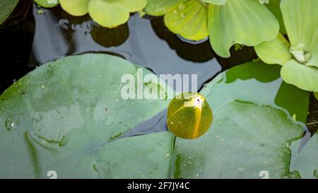 Die Seerose-Blume öffnet sich. Nymphaea, die im Teich blüht, ist von Blättern umgeben. Schöner Lotus mit Spiegelung im See. Stockfoto