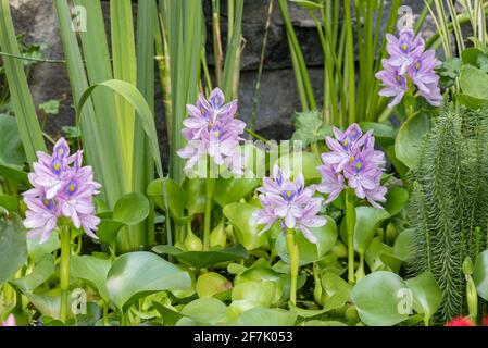 Blühende Blume Wasser Hyazinthe. Die schöne Eichhornia, die sich in einem Teich öffnet, ist von Blättern umgeben. Wachsende Blüte Hyazinthe im See. Stockfoto