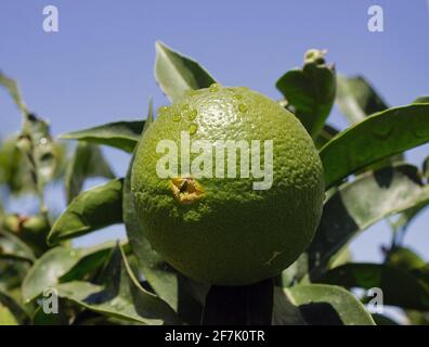 Unreife orangefarbene Früchte begannen von unten zu knacken, da sie in einem Nahaufnahme-Bild an einem sonnigen Tag nicht ausreichend bewässert wurden. Stockfoto