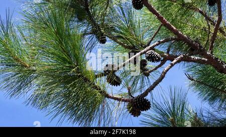Langblättrige Kiefer (auch bekannt als Pinus palustris), Blätter und Tannenzapfen unter blauem Himmel. Stockfoto