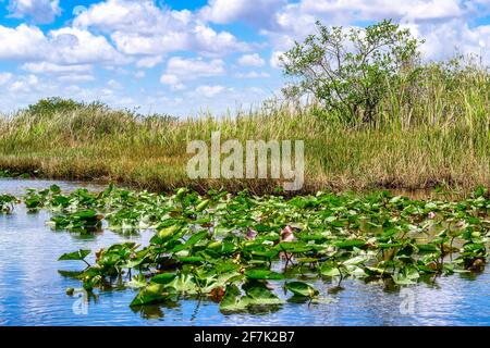 Szenen aus Miami, Florida, USA Stockfoto