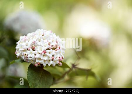 Nahaufnahme des Viburnum carlcepalum mit verschwommenem Hintergrund der Blätter. Nahaufnahme eines weißen duftenden Viburnums. Stockfoto