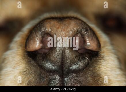 Nahaufnahme der Nase des Hundes Stockfoto