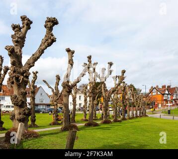 Leafless Polloded Linden Trees on the Green, Marlborough, Wiltshire, England, UK - Avenue stammt aus den 1840er Jahren Stockfoto