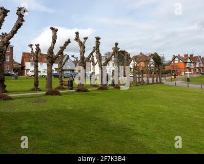 Leafless Polloded Linden Trees on the Green, Marlborough, Wiltshire, England, UK - Avenue stammt aus den 1840er Jahren Stockfoto