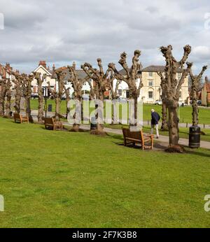 Leafless Polloded Linden Trees on the Green, Marlborough, Wiltshire, England, UK - Avenue stammt aus den 1840er Jahren Stockfoto