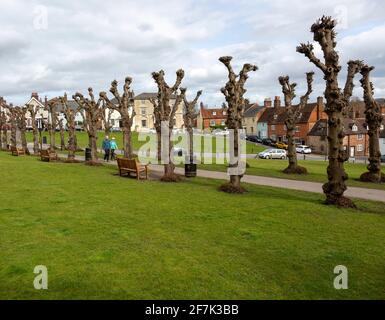 Leafless Polloded Linden Trees on the Green, Marlborough, Wiltshire, England, UK - Avenue stammt aus den 1840er Jahren Stockfoto